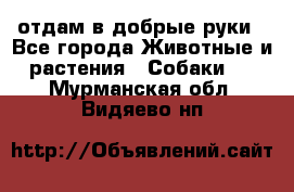 отдам в добрые руки - Все города Животные и растения » Собаки   . Мурманская обл.,Видяево нп